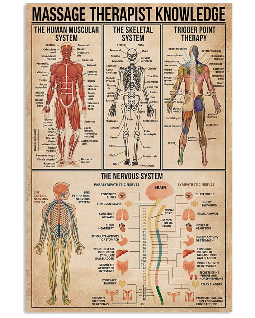 Massage Therapist Muscular System | teetiv.com