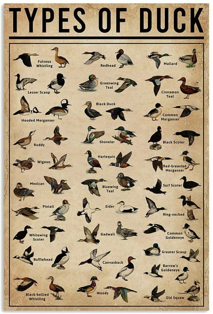 Types Of Duck Wall Art | Teetiv.com