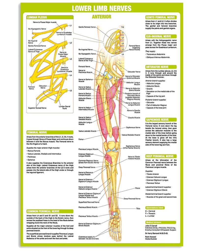 Neurology Lower Limb Nerves | Teetiv.com