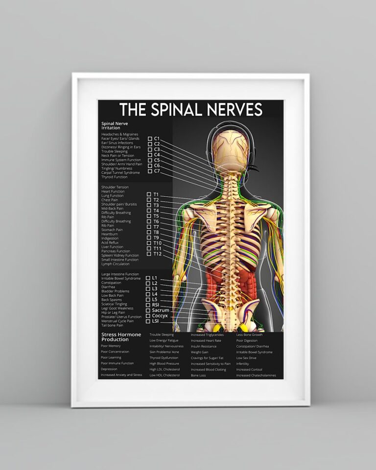 Chiro Spinal Nervous System Chart | Teetiv.com