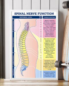 Chiro Spinal Nerve Chart | Teetiv.com