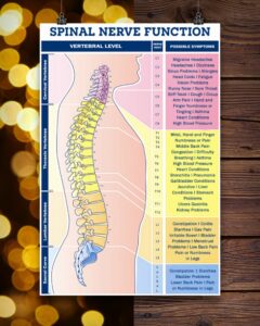 Chiro Spinal Nerve Chart | Teetiv.com