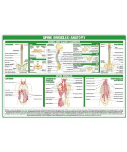 Chiro Spine Muscles Anatomy | Teetiv.com