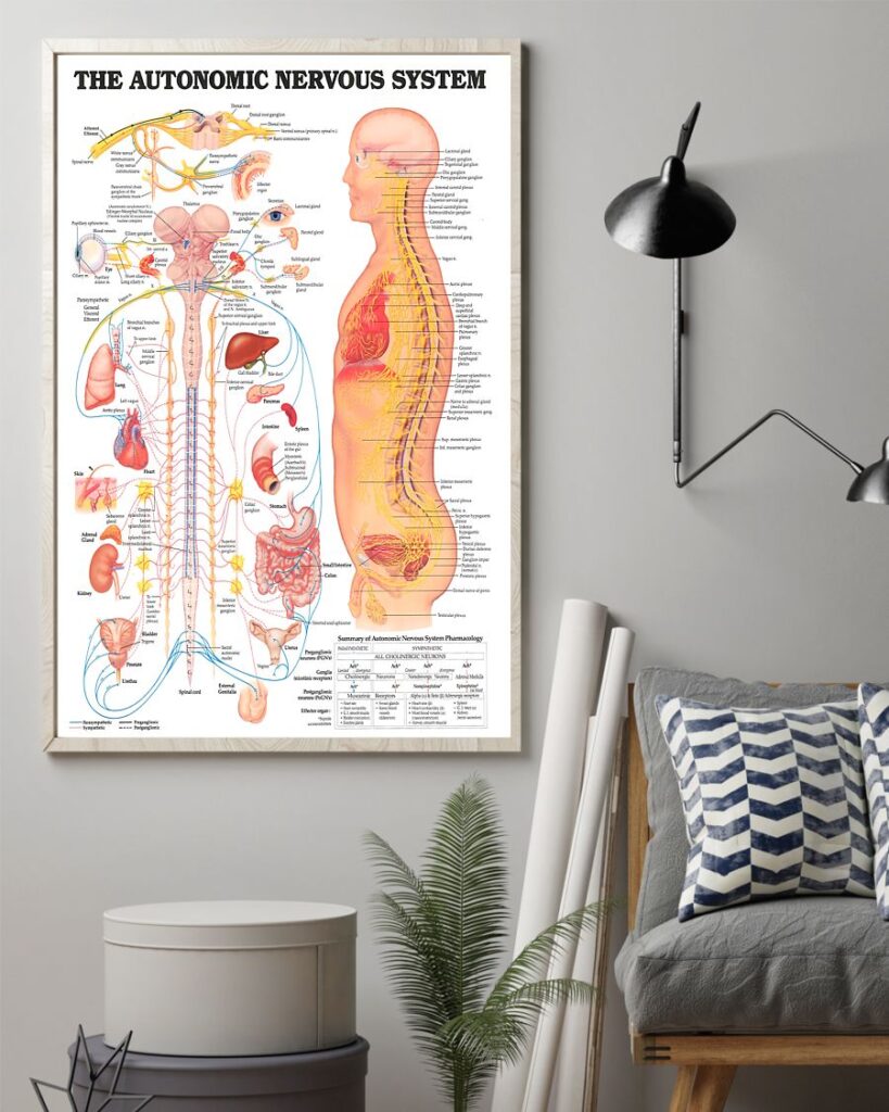 Chiropractic The Autonomic Nervous System | Teetiv.com