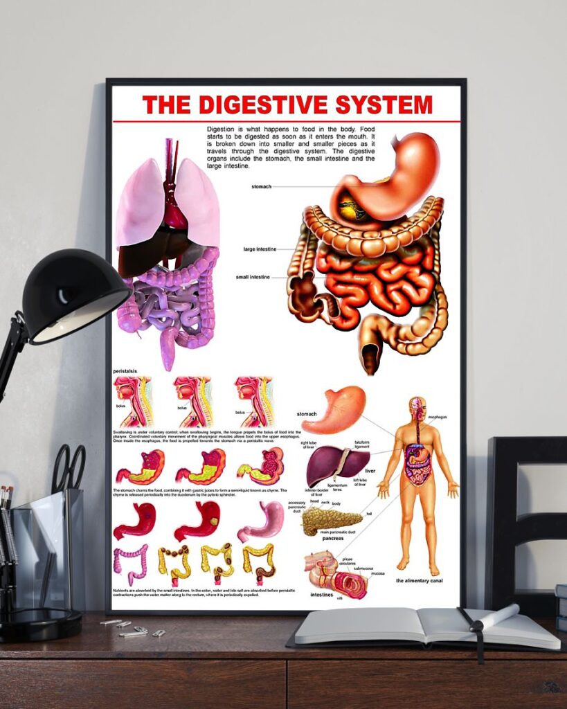 Digestive System Chart | Teetiv.com