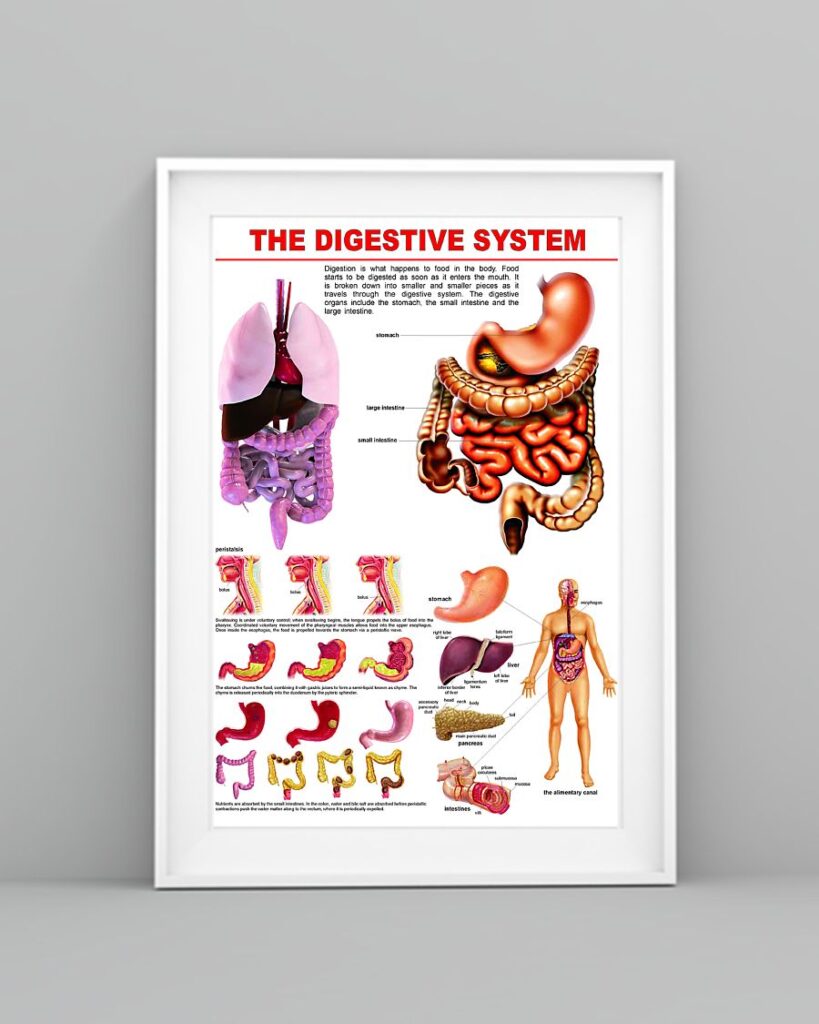 Digestive System Chart | Teetiv.com