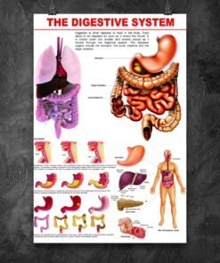 Digestive System Chart | Teetiv.com