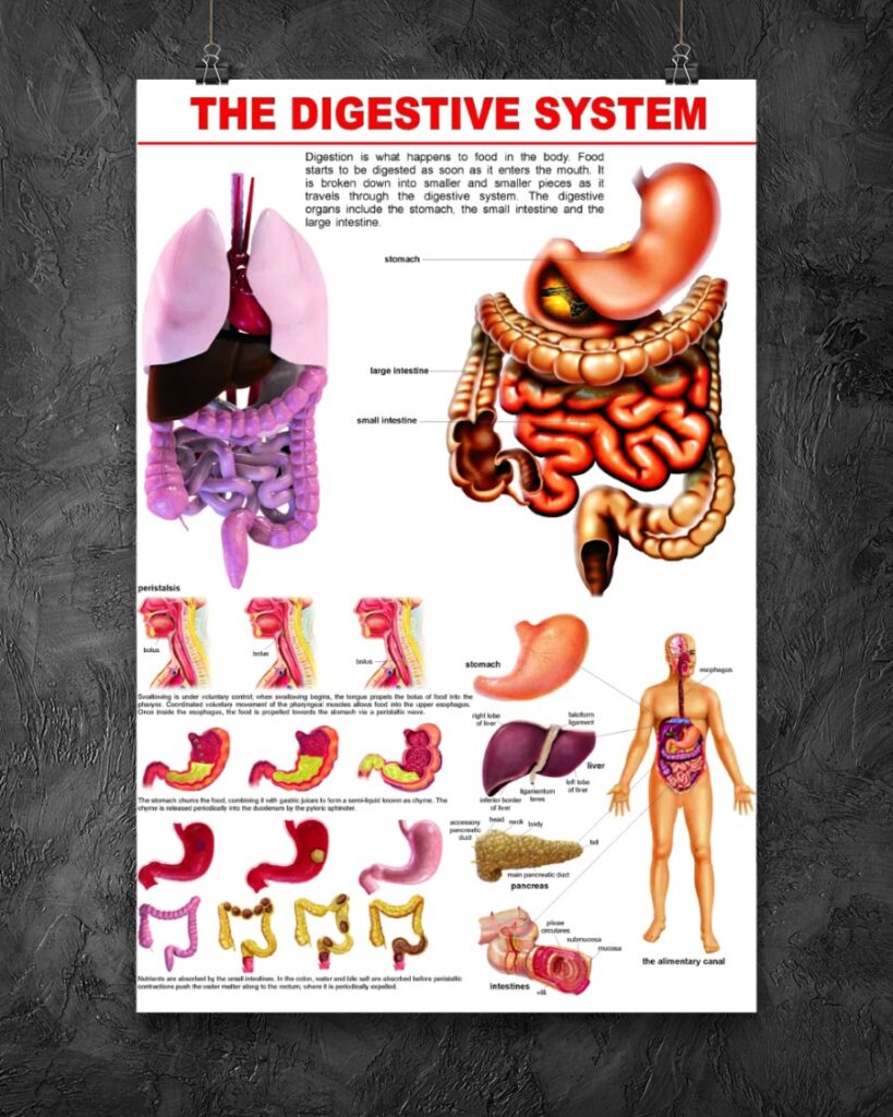 Digestive System Chart | Teetiv.com