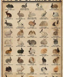 Types Of Rabbits | Teetiv.com