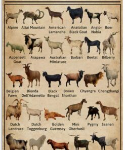 Vintage Breeds Of Goats | Teetiv.com